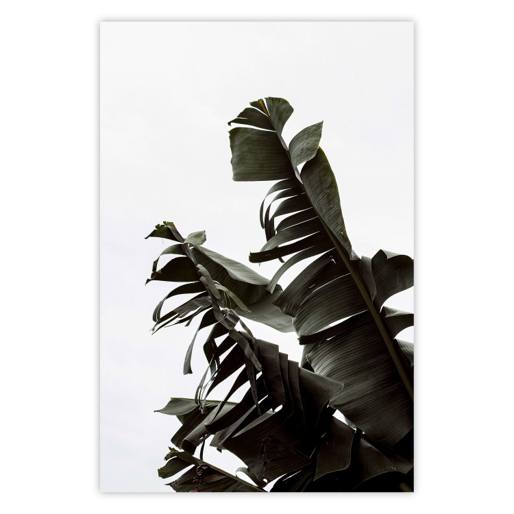 Poster Tropical Bouquet - natural composition of green leaves on a white background 135594