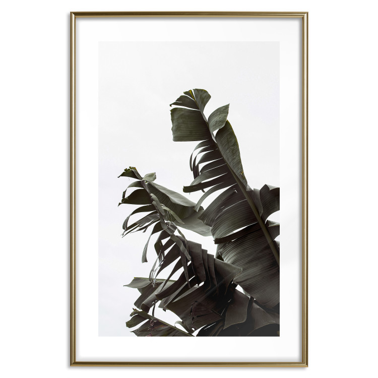 Poster Tropical Bouquet - natural composition of green leaves on a white background 135594 additionalImage 11