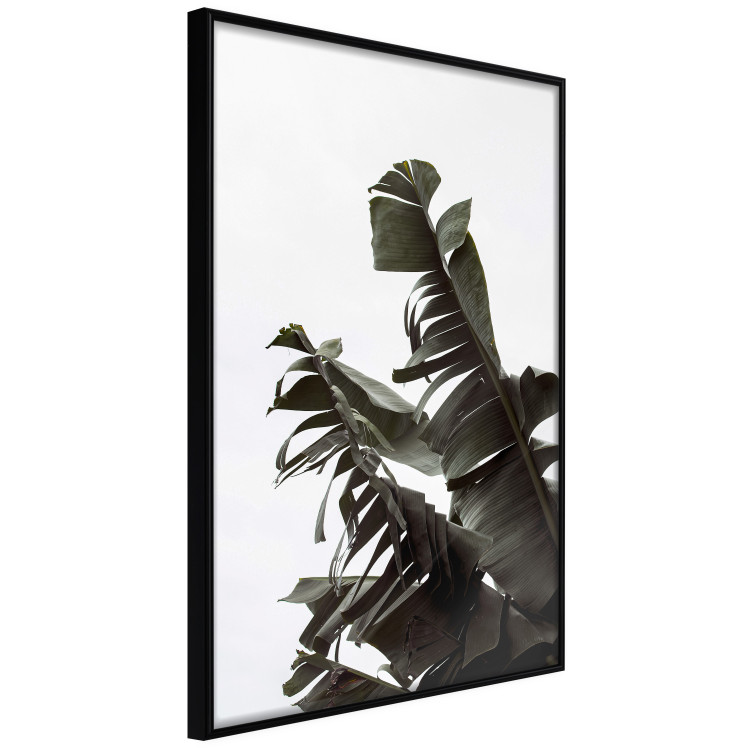 Poster Tropical Bouquet - natural composition of green leaves on a white background 135594 additionalImage 5