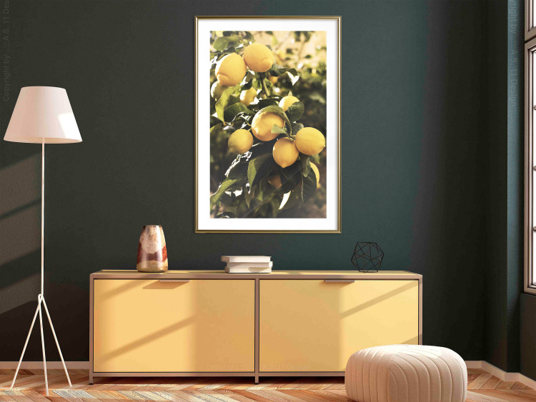 Wall Poster Italian Citrus - composition with yellow lemons against green plants 135894 additionalImage 9