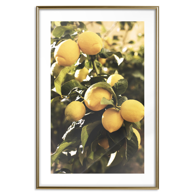 Wall Poster Italian Citrus - composition with yellow lemons against green plants 135894 additionalImage 4