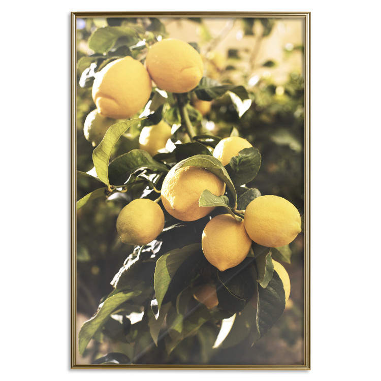 Wall Poster Italian Citrus - composition with yellow lemons against green plants 135894 additionalImage 4