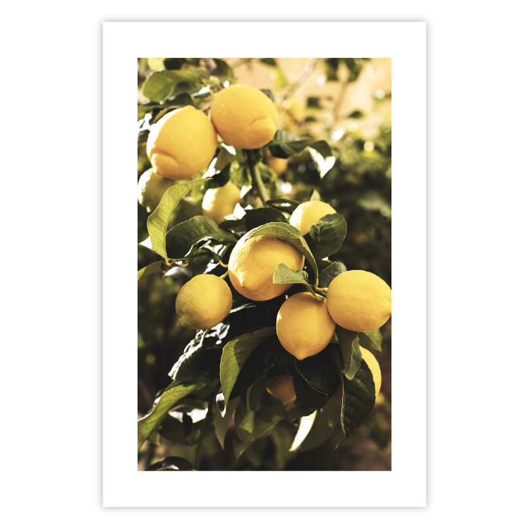 Wall Poster Italian Citrus - composition with yellow lemons against green plants 135894 additionalImage 5