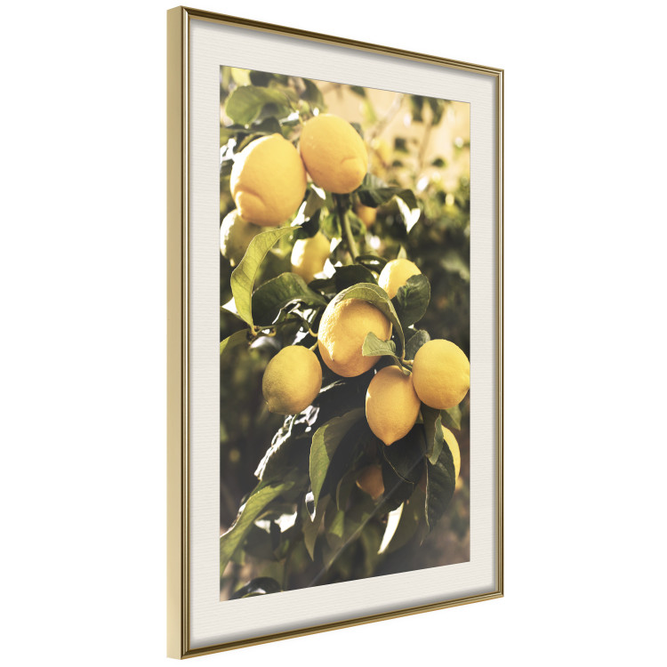 Wall Poster Italian Citrus - composition with yellow lemons against green plants 135894 additionalImage 18