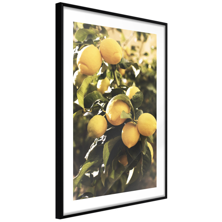 Wall Poster Italian Citrus - composition with yellow lemons against green plants 135894 additionalImage 21