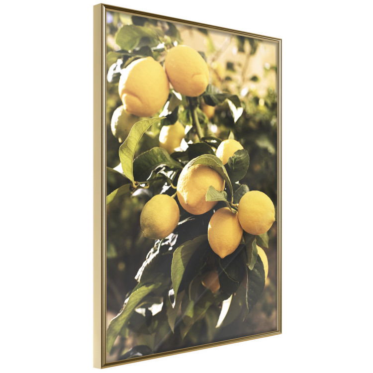 Wall Poster Italian Citrus - composition with yellow lemons against green plants 135894 additionalImage 22