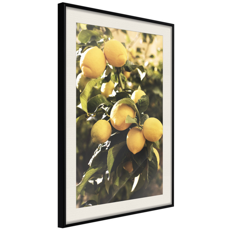 Wall Poster Italian Citrus - composition with yellow lemons against green plants 135894 additionalImage 20