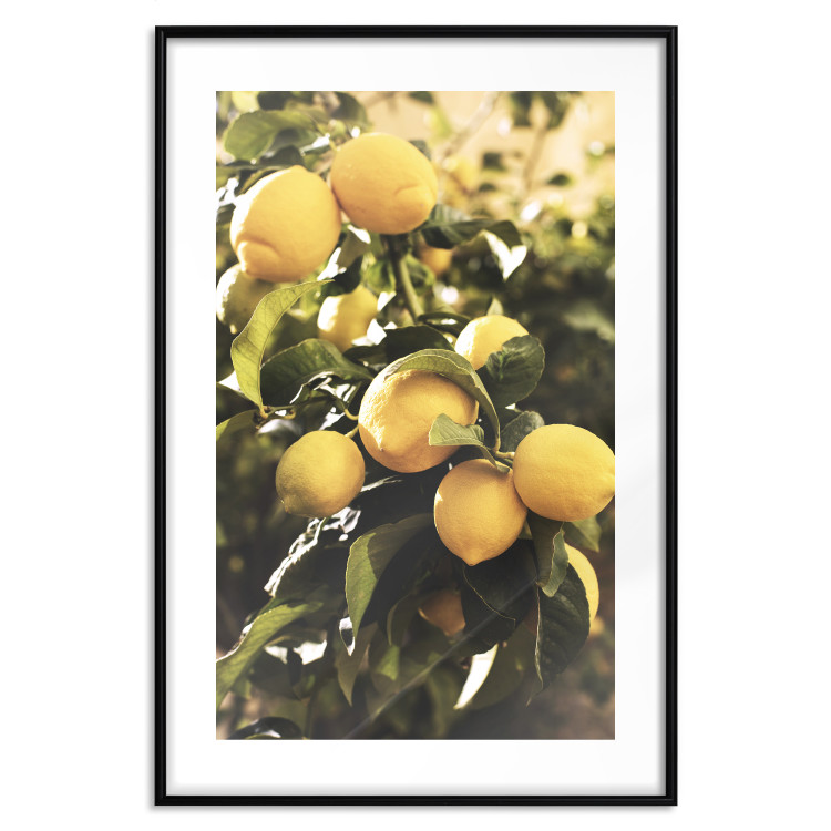 Wall Poster Italian Citrus - composition with yellow lemons against green plants 135894 additionalImage 3