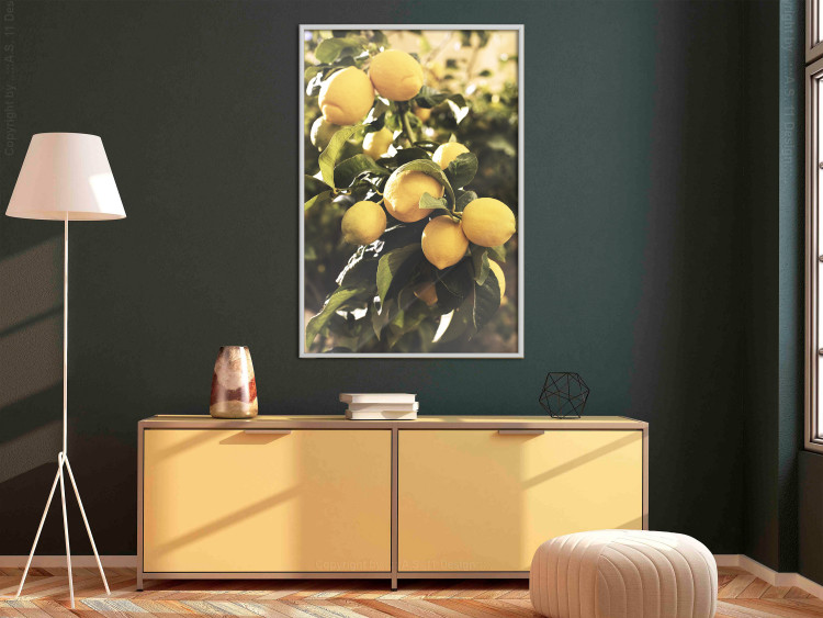 Wall Poster Italian Citrus - composition with yellow lemons against green plants 135894 additionalImage 15