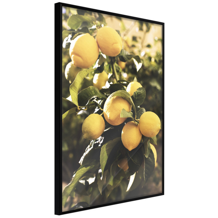 Wall Poster Italian Citrus - composition with yellow lemons against green plants 135894 additionalImage 23