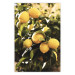 Wall Poster Italian Citrus - composition with yellow lemons against green plants 135894