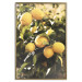 Wall Poster Italian Citrus - composition with yellow lemons against green plants 135894 additionalThumb 6