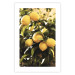 Wall Poster Italian Citrus - composition with yellow lemons against green plants 135894 additionalThumb 5