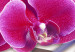 Canvas Print Orchid on a subdued background 55594 additionalThumb 4