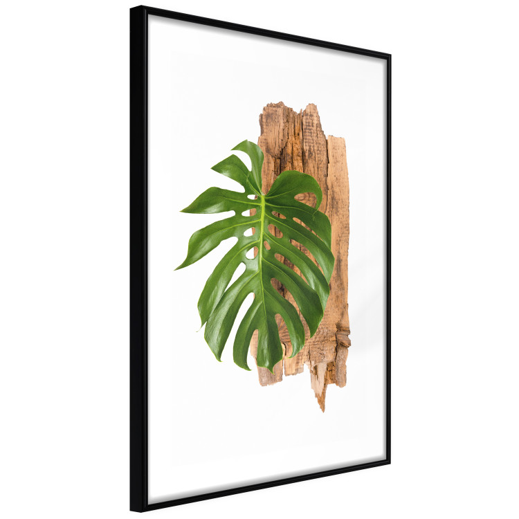 Wall Poster Force of Nature - green leaf and wooden piece of bark on a white background 122605 additionalImage 11