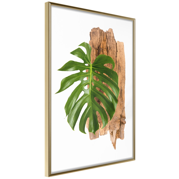 Wall Poster Force of Nature - green leaf and wooden piece of bark on a white background 122605 additionalImage 12