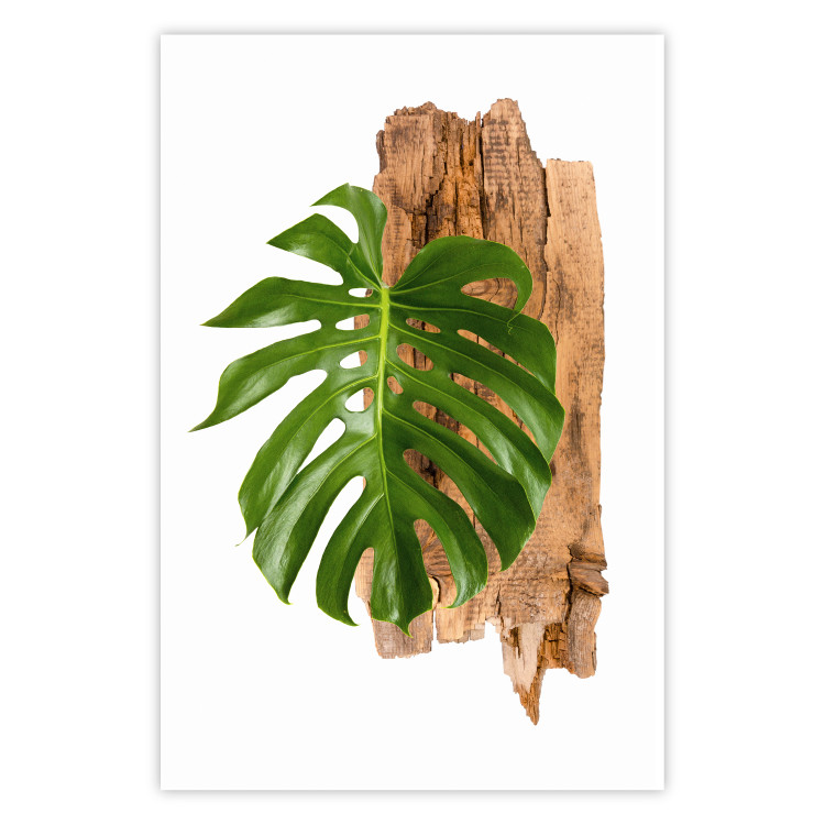 Wall Poster Force of Nature - green leaf and wooden piece of bark on a white background 122605