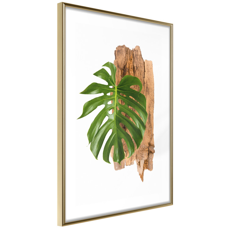 Wall Poster Force of Nature - green leaf and wooden piece of bark on a white background 122605 additionalImage 6