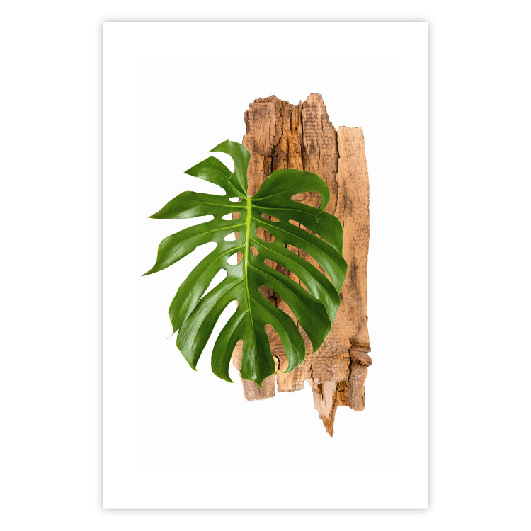 Wall Poster Force of Nature - green leaf and wooden piece of bark on a white background 122605 additionalImage 19