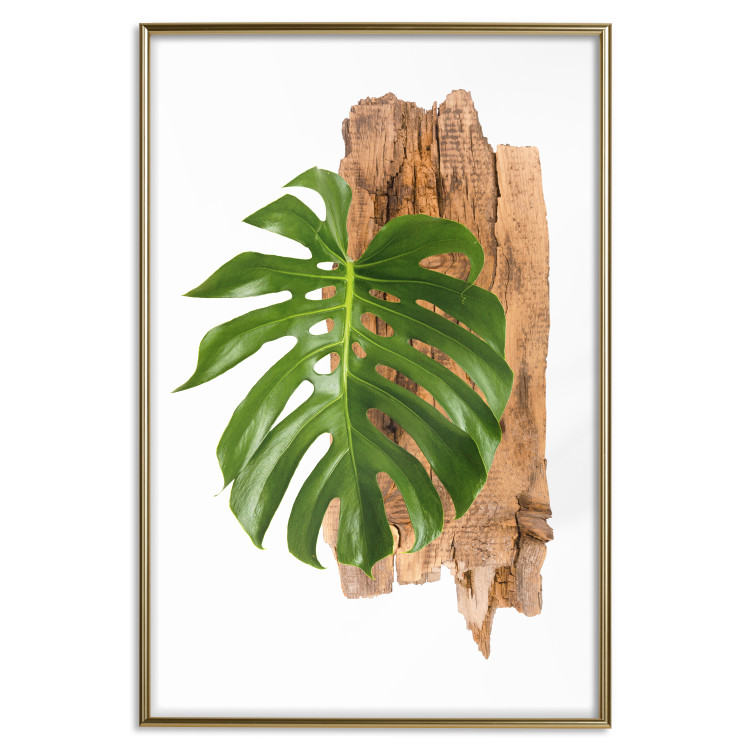 Wall Poster Force of Nature - green leaf and wooden piece of bark on a white background 122605 additionalImage 16