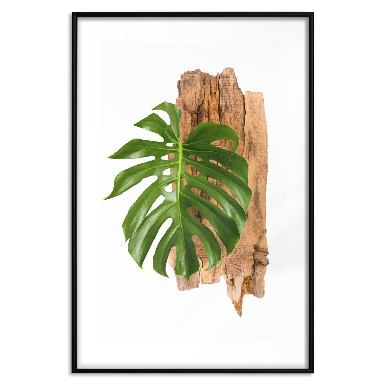 Wall Poster Force of Nature - green leaf and wooden piece of bark on a white background 122605 additionalImage 15