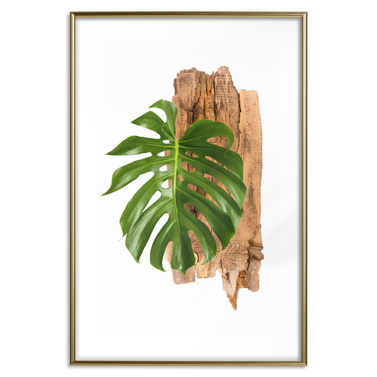 Wall Poster Force of Nature - green leaf and wooden piece of bark on a white background 122605 additionalImage 14