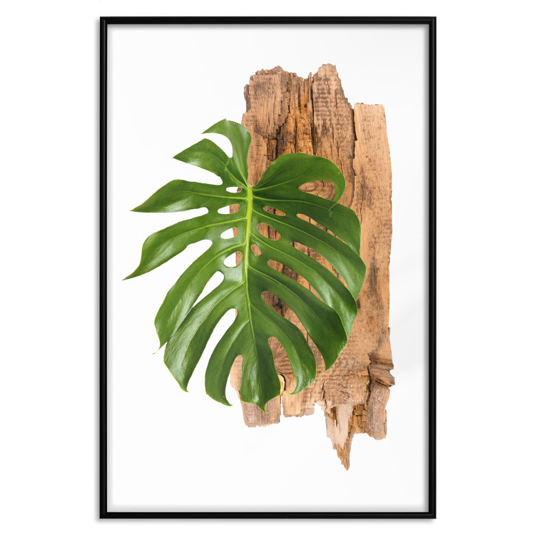 Wall Poster Force of Nature - green leaf and wooden piece of bark on a white background 122605 additionalImage 18
