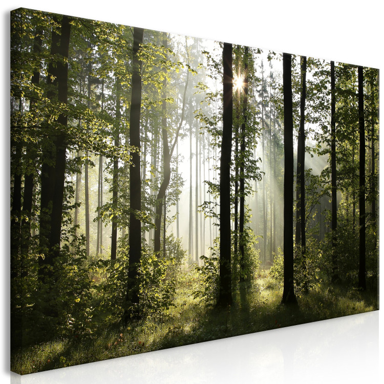 Large canvas print Forest: Beautiful Morning II [Large Format] 128905 additionalImage 3