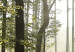Large canvas print Forest: Beautiful Morning II [Large Format] 128905 additionalThumb 4