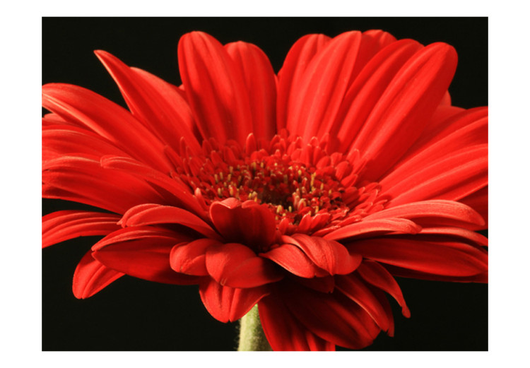 Wall Mural Red gerbera flower 60705 additionalImage 1