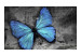 Wall Mural Beauty of the Butterfly - Blue butterfly on a graphite background with newspaper motif 61305 additionalThumb 1