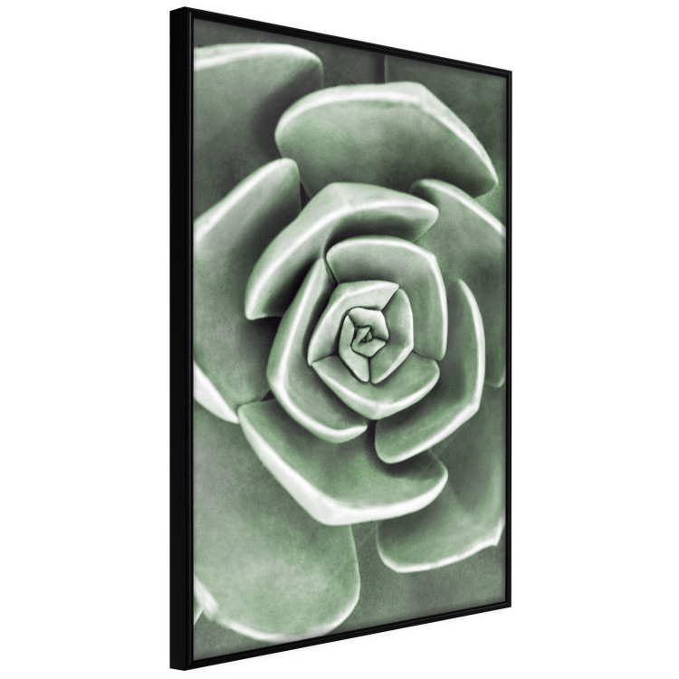 Wall Poster Beautiful Succulent - Scandinavian plant composition with green leaves 117115 additionalImage 11