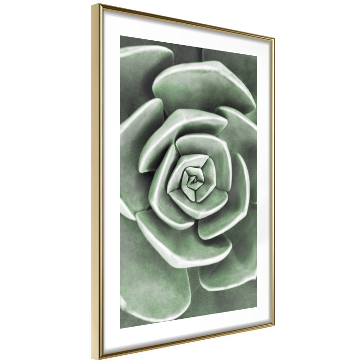 Wall Poster Beautiful Succulent - Scandinavian plant composition with green leaves 117115 additionalImage 9