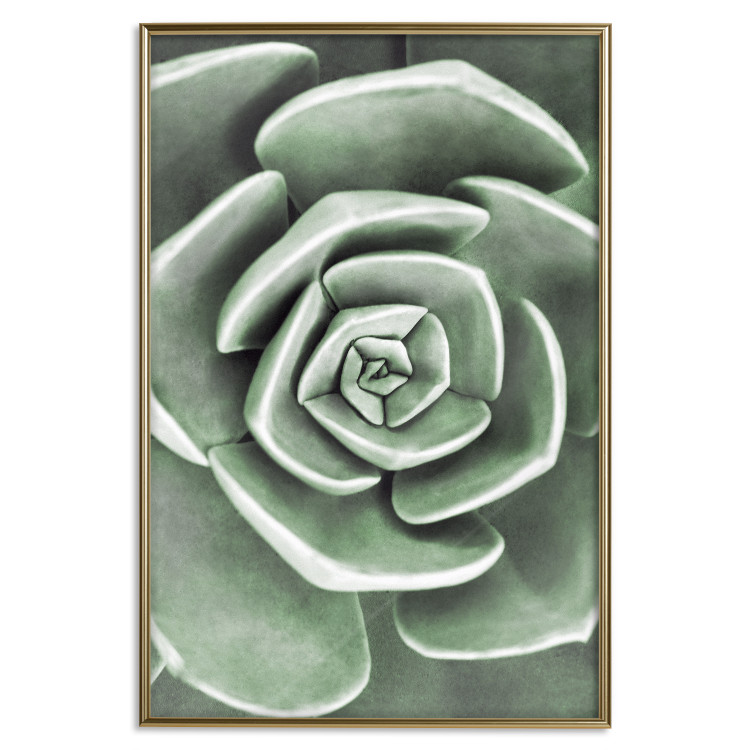 Wall Poster Beautiful Succulent - Scandinavian plant composition with green leaves 117115 additionalImage 25