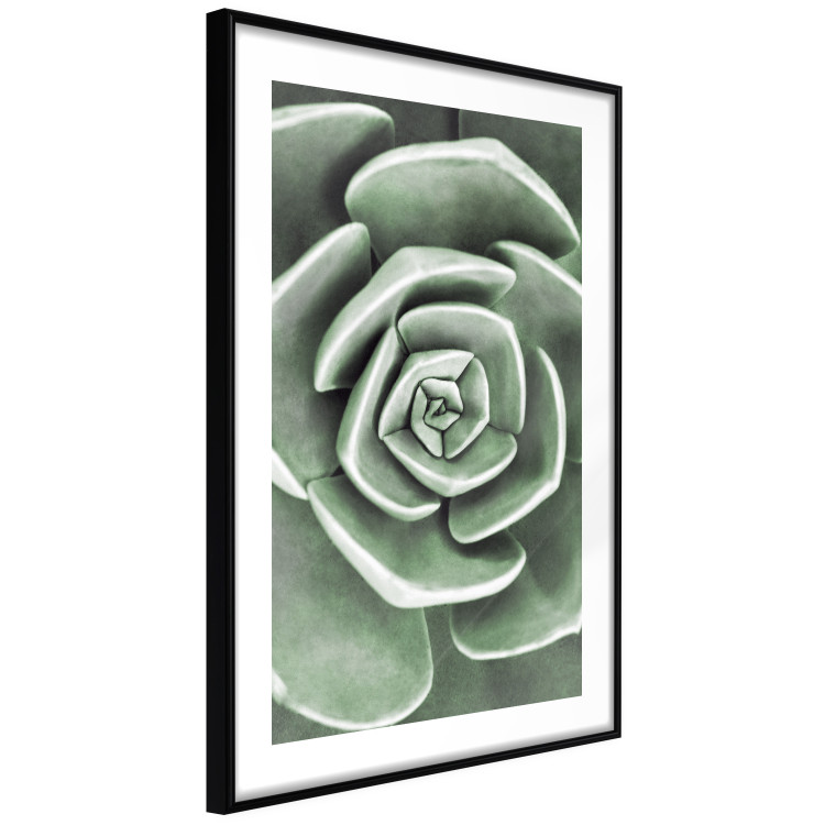 Wall Poster Beautiful Succulent - Scandinavian plant composition with green leaves 117115 additionalImage 8