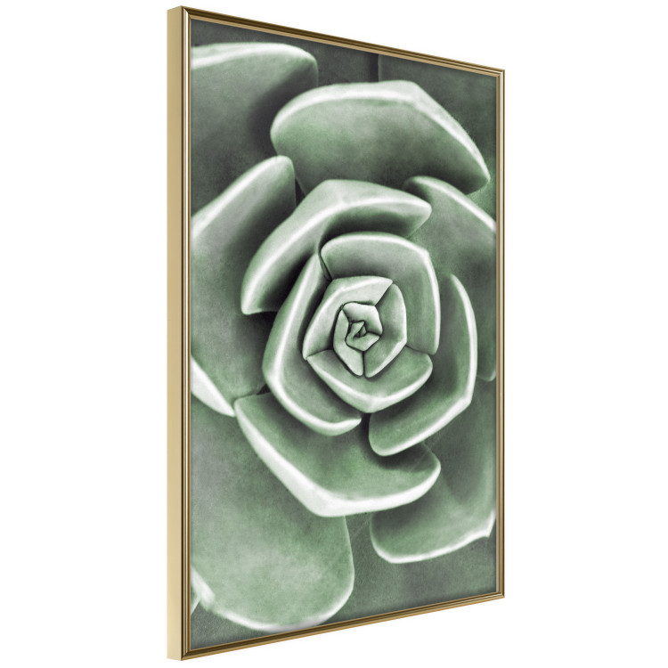 Wall Poster Beautiful Succulent - Scandinavian plant composition with green leaves 117115 additionalImage 14