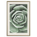 Wall Poster Beautiful Succulent - Scandinavian plant composition with green leaves 117115 additionalThumb 20