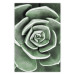 Wall Poster Beautiful Succulent - Scandinavian plant composition with green leaves 117115