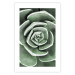 Wall Poster Beautiful Succulent - Scandinavian plant composition with green leaves 117115 additionalThumb 19