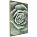 Wall Poster Beautiful Succulent - Scandinavian plant composition with green leaves 117115 additionalThumb 14