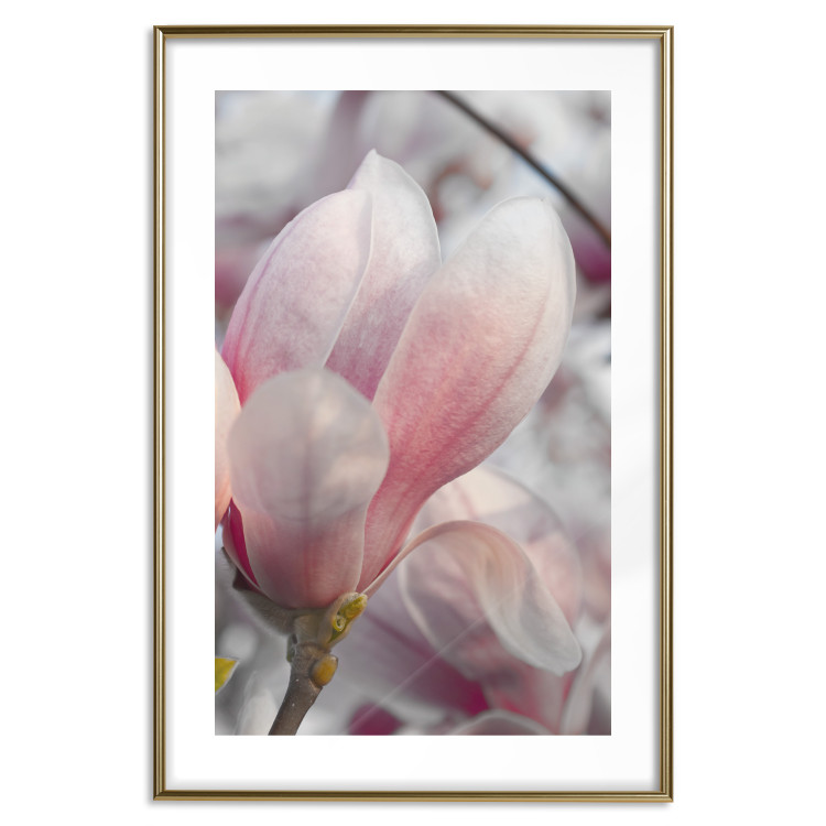 Poster Harbinger of Spring - spring plant with delicately pink flower 126215 additionalImage 14