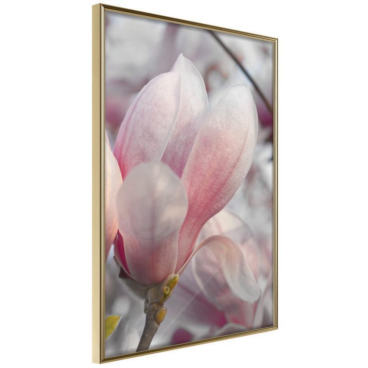 Poster Harbinger of Spring - spring plant with delicately pink flower 126215 additionalImage 12