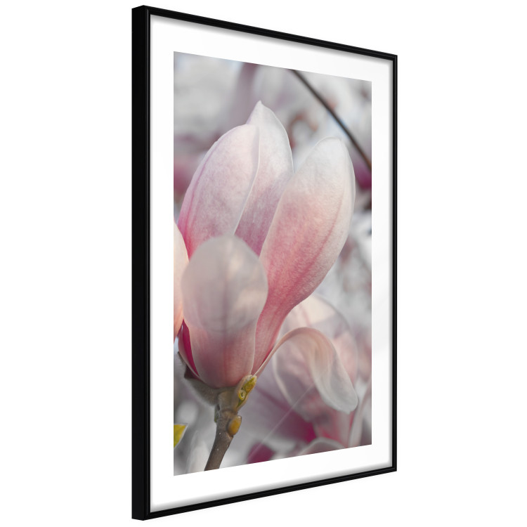 Poster Harbinger of Spring - spring plant with delicately pink flower 126215 additionalImage 11