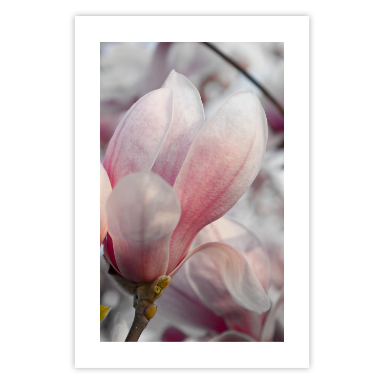 Poster Harbinger of Spring - spring plant with delicately pink flower 126215 additionalImage 19