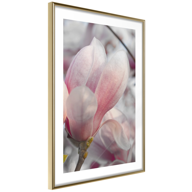 Poster Harbinger of Spring - spring plant with delicately pink flower 126215 additionalImage 6