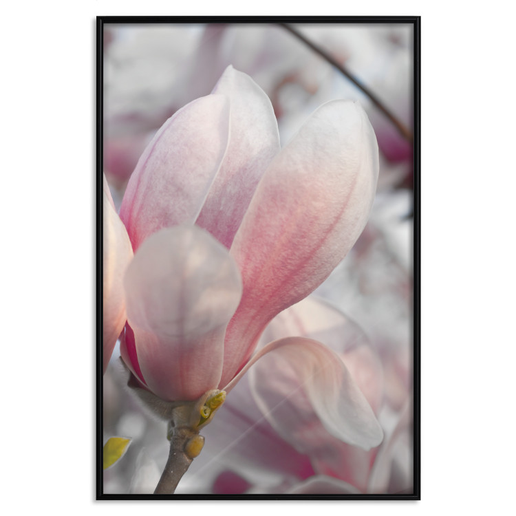 Poster Harbinger of Spring - spring plant with delicately pink flower 126215 additionalImage 18