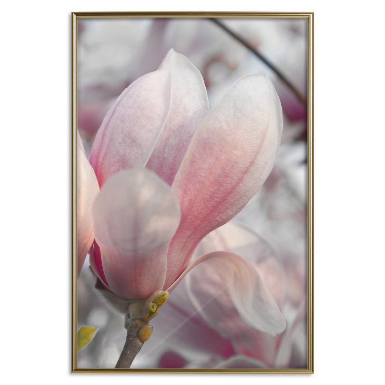 Poster Harbinger of Spring - spring plant with delicately pink flower 126215 additionalImage 16