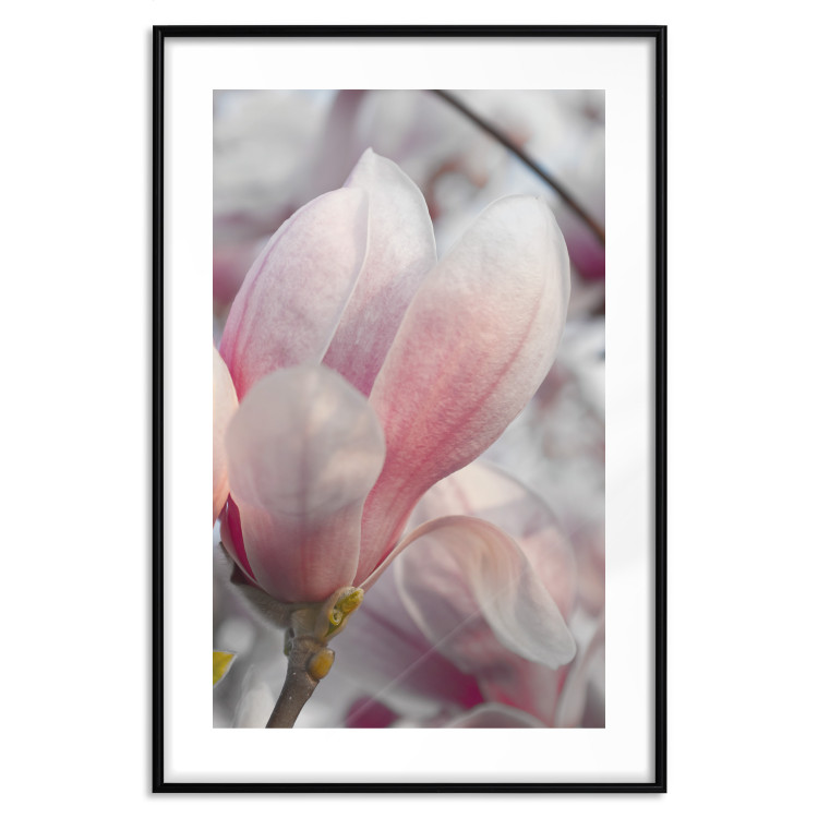 Poster Harbinger of Spring - spring plant with delicately pink flower 126215 additionalImage 15