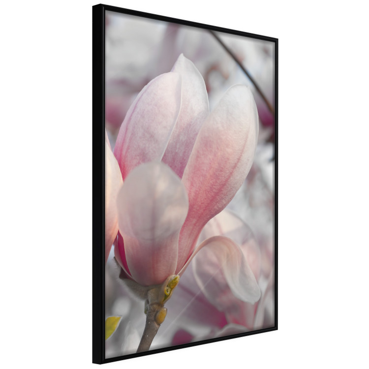 Poster Harbinger of Spring - spring plant with delicately pink flower 126215 additionalImage 10