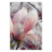 Poster Harbinger of Spring - spring plant with delicately pink flower 126215
